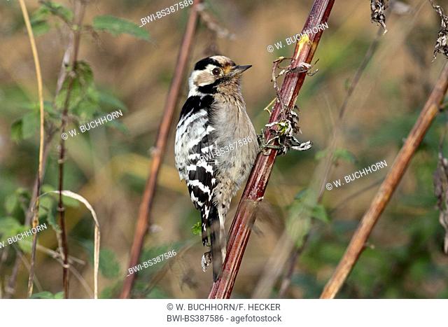 lesser spotted woodpecker (Picoides minor, Dendrocopos minor), female picks on mugwort, Germany