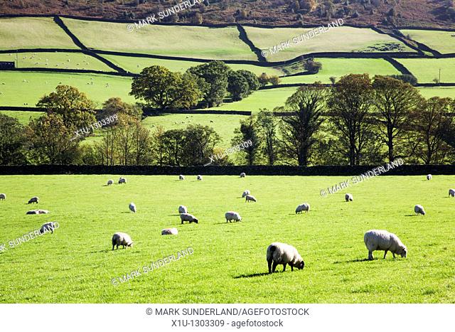 Sheep Grazing in Glaisdale North Yorkshire England