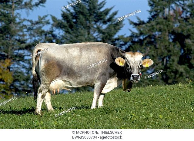 domestic cattle (Bos primigenius f. taurus), cow on pasture