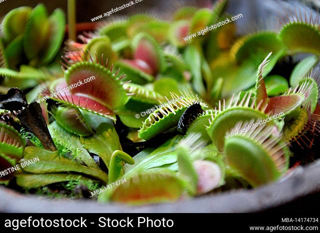 Venus flytrap, sundew plant in a pot