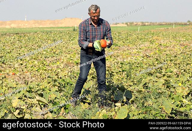 16 September 2020, Mecklenburg-Western Pomerania, Broderstorf: Herwig Elgeti harvests Hokkaido pumpkins on the vegetable and potato farm of Elgetis