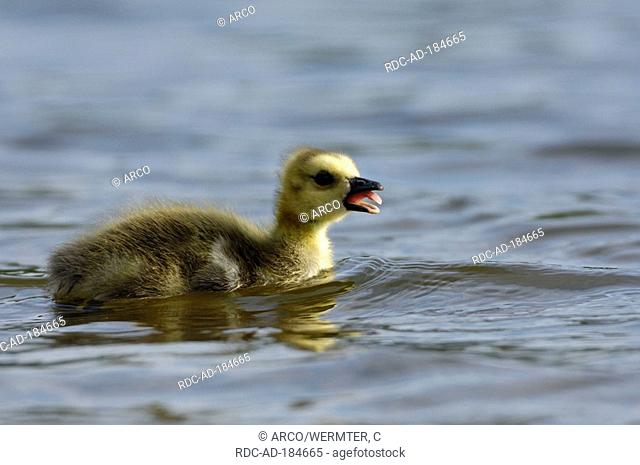 Canada Goose, gosling, North Rhine-Westphalia, Germany, Branta canadensis, side