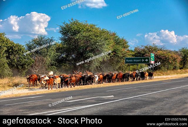 herd of domestic cattle goes from pasture on highway near Rundu airport, Northern Namibia, Africa