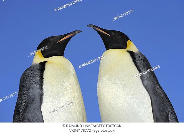 Emperor penguins, Aptenodytes forsteri, Two Adults, Portrait, Snow Hill Island, Antartic Peninsula, Antarctica