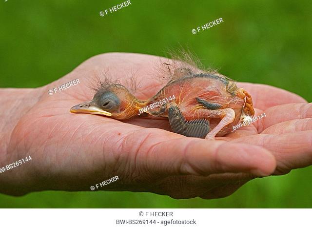 blackbird Turdus merula, still bald orphaned chicken is lying in a hand sleeping