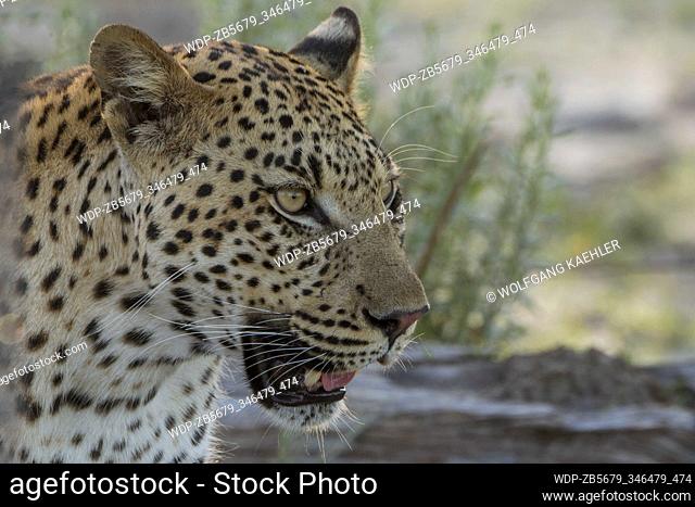 Portrait of a Leopard (Panthera pardus) in the Gomoti Plains area, a community run concession, on the edge of the Gomoti river system southeast of the Okavango...