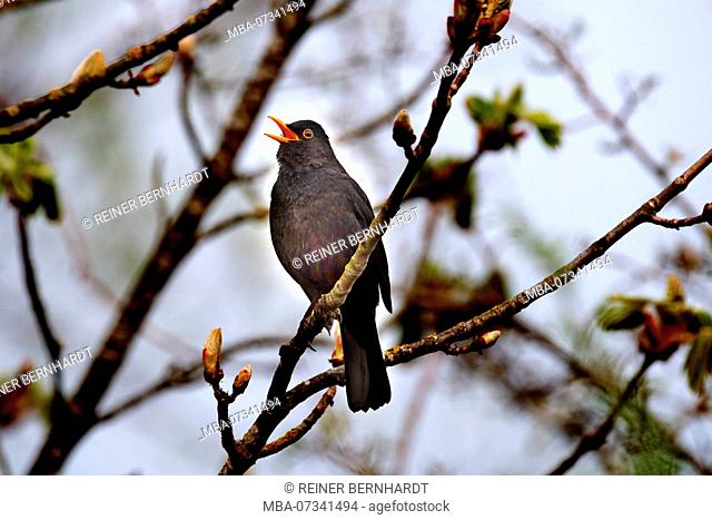 Singing blackbird
