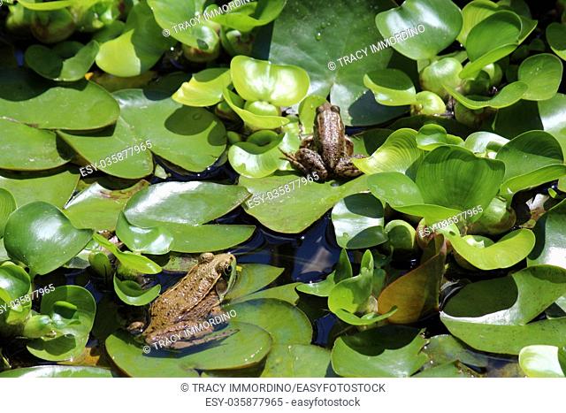 Two American Bullfrogs, Lithobates catesbeianus, sitting on lily pads in a backyard pond in Wisconsin, USA