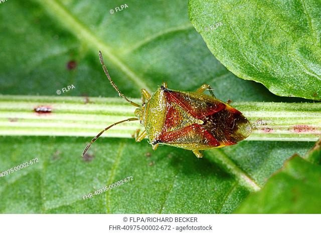Birch Shieldbug Elasmostethus interstinctus adult, resting on stem, Powys, Wales, May