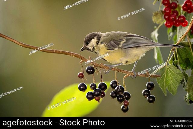 great tit standing on an red currant branch