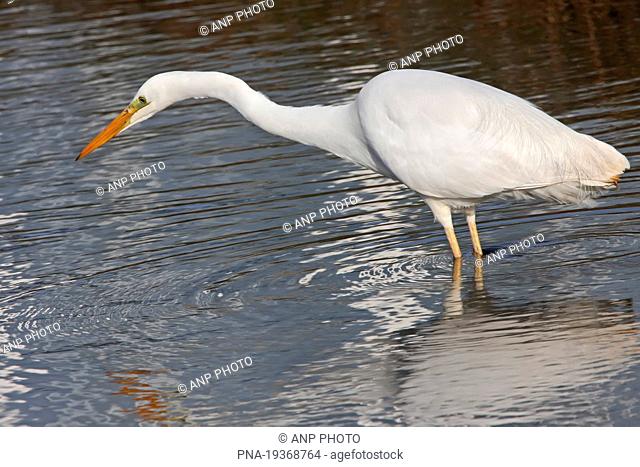Great White Egret, Great White Heron Casmerodius albus - Hasselt, Salland, Overijssel, The Netherlands, Holland, Europe