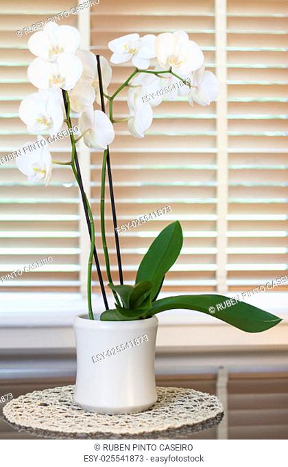 a orchid plant with plenty white flowers in top a gray mirror tabel in a circular support in front of a blurred window with brown wooden blinders slightly open...