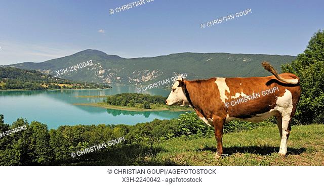 cow in meadow above the natural Lake of Aiguebelette, department of Savoie, Rhone-Alpes region, France, Europe