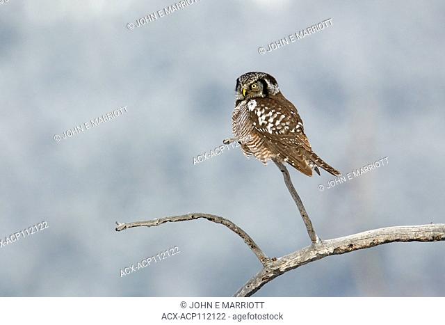 Northern hawk-owl, Surnia ulula