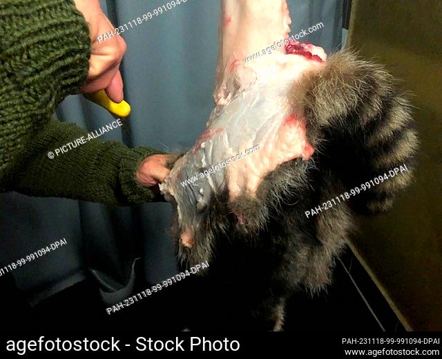 PRODUCTION - 09 November 2023, Saxony-Anhalt, Jerichow: Michael Reiß cuts up a raccoon in his butcher's shop in Kade. An unusual sight in the butcher's room of...