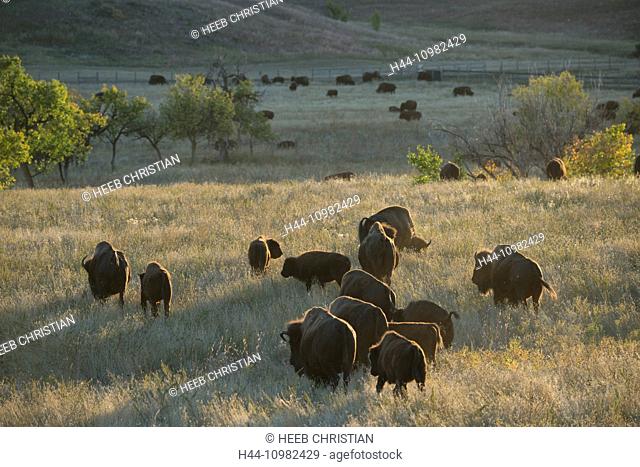 Bisons in the Black Hills in Dakota
