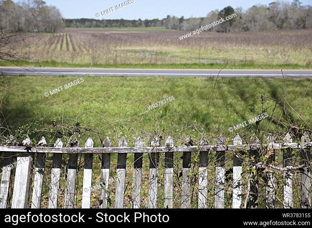 Vine covered picket fence overlooking front yard and a rural road