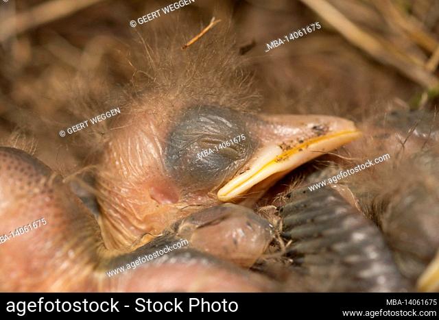 close up of a blackbird nestling in a nest