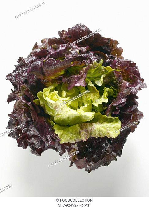 Red Batavia lettuce