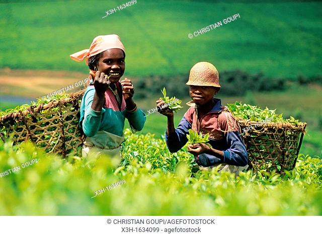 harvesting in tea plantation camellia sinensis of Sahambavy, Republic of Madagascar, Indian Ocean