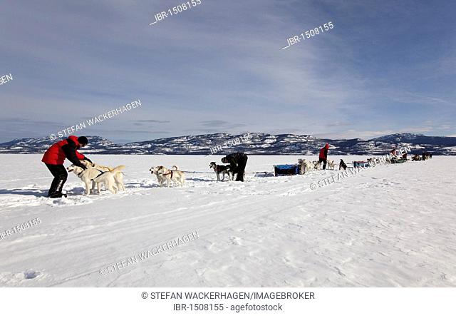 Men, mushers with dog sleds, teams of sled dogs, Alaskan Huskies, frozen Lake Laberge, Yukon Territory, Canada