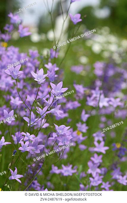 Close-up of a flower meadow with spreading bellflower (Campanula patula) blossoms in early summer