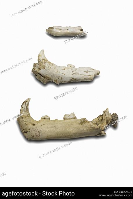 Malaga, Spain - Sept 21th, 2018: Fauna of Zafarraya Cave. Hyena, Dhole, Brown bear and Cave Lion bones. Malaga Museum, Spain