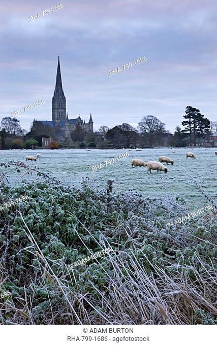 Salisbury Cathedral on a frosty winter morning, from across the Water Meadows, Salisbury, Wiltshire, England, United Kingdom, Europe