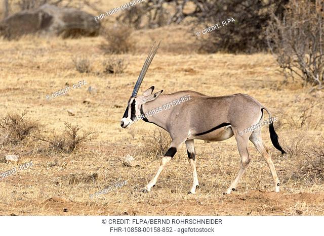 Beisa Oryx (Oryx beisa beisa) adult, walking in semi-desert dry savannah, Samburu National Reserve, Kenya, August