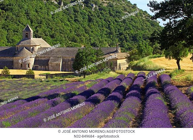 Lavender fields and Senanque abbey, Gordes, Vaucluse, Provence, France
