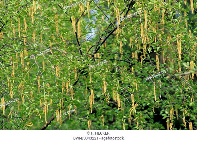common birch, silver birch, European white birch, white birch (Betula pendula, Betula alba), blooming