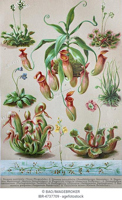 Historical image of various Insectivorous Plants, Dionaea muscipuka, Drosera rundifolia, Nepenthes mastersiana, Pinguicula vulgars, Drosophyllum lusitanicum