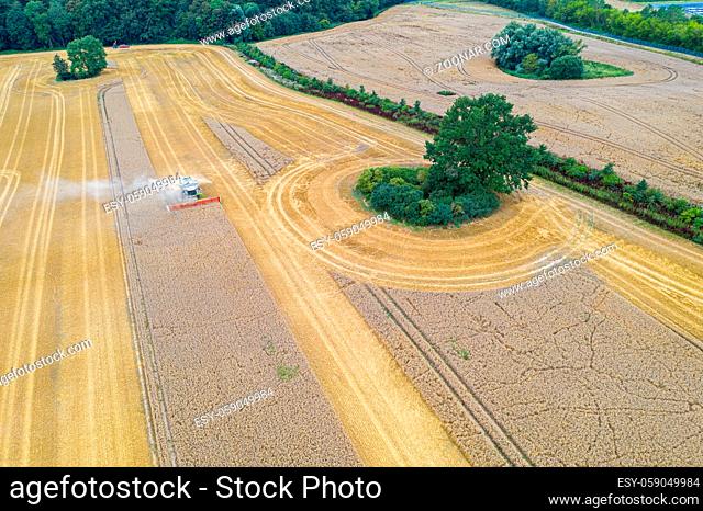 A Harvester mows the grain on a field during the grain harvest