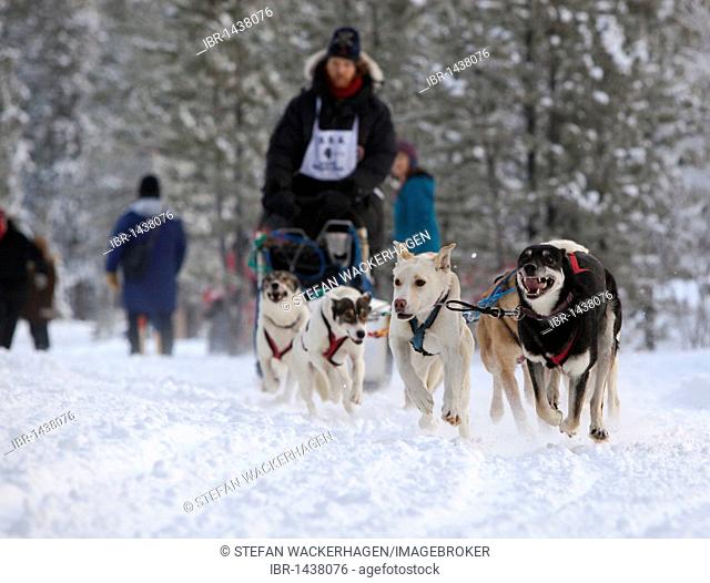 Running sled dogs, Alaskan Huskies, dog team, Carbon Hill dog sled race, Mt. Lorne, near Whitehorse, Yukon Territory, Canada