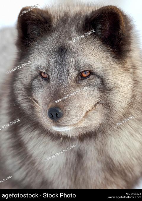 Arctic Fox (white fox, polar fox, snow fox, Vulpes lagopus), blue morph, in deep snow during winter. Europe, Scandinavia, Norway, Bardu, Polar Park enclosure
