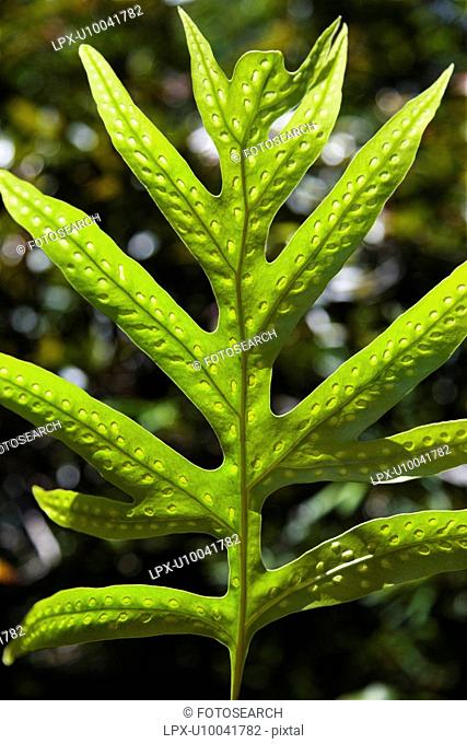 Close-up of Liriope Fern leaf in Maui, Hawaii, USA