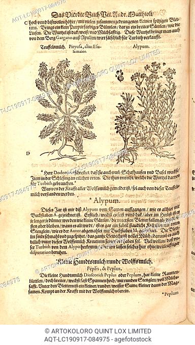 Are Pityusa, the mayor, and at another time Esuia Alypum, Teuffelsmilk, Fol. 425v, 1590, Pietro Andrea Mattioli, Joachim Camerarius: Kreuterbuch desz...