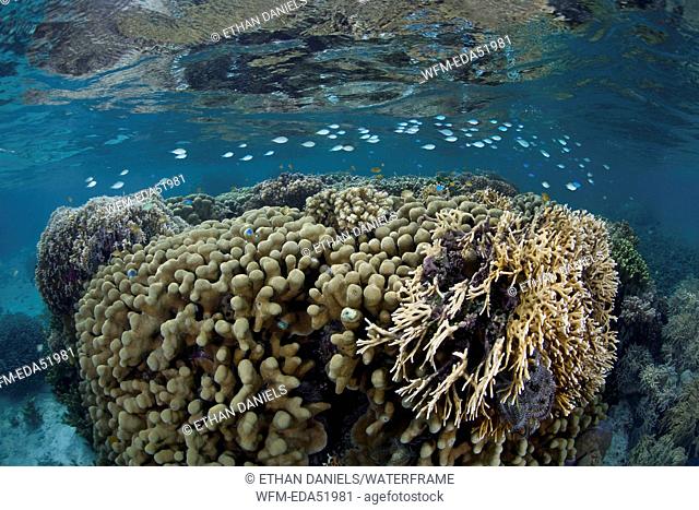 Corals building Coral bommie, Acropora sp., Melanesia, Pacific Ocean, Solomon Islands