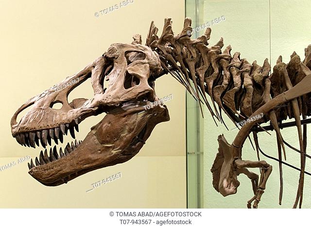 Tyrannosaurus Rex, Tyrannosaurus meaning 'tyrant lizard' and Rex meaning 'king' in Latin, Museum of Natural History, New York City