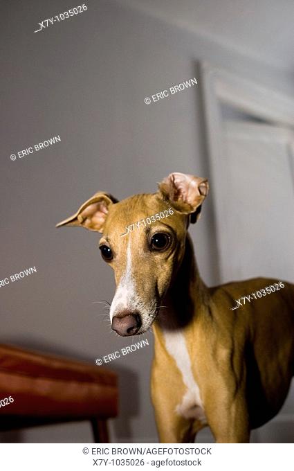 An Italian Greyhound pays strong attention to something out of frame