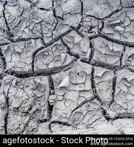 03 June 2023, Schleswig-Holstein, Barkhorst: Dry soil has cracked into cracked clods on the surface of a canola field. Photo: Markus Scholz/dpa