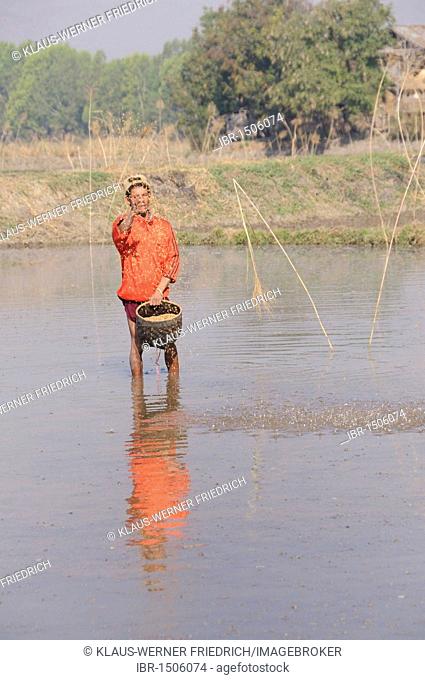Farmers sowing rice in the flooded fields, unusual method in Asia, Nyaung Shwe, Inle Lake, Shan State, Myanmar, Burma, Southeast Asia, Asia
