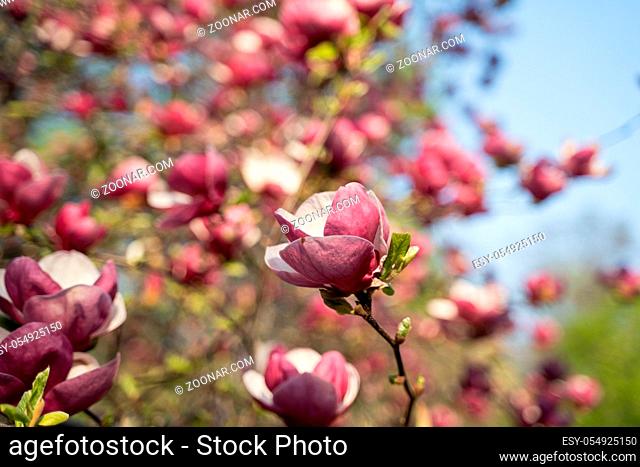 flowers of pink magnolia, pink magnolia, Magnolia tree blossom, magnolia bud