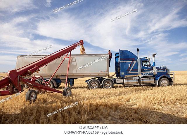 A self-propelled shaft-driven auger loading a bin with grain. Near Penong, Nullarbor Plain, South Australia, Australia. (Photo by: Auscape/UIG)
