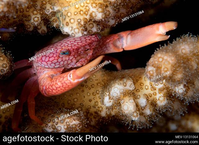 Coral Crab - on coral - TK1 dive site, Lembeh Straits, Sulawesi, Indonesia