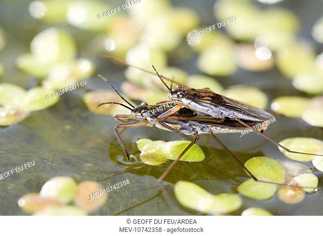 Common Pond Skaters - mating (Gerris lacustris )