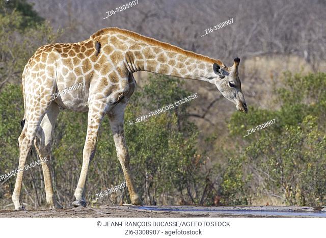 South African giraffe (Giraffa camelopardalis giraffa), adult male at a waterhole with two red-billed oxpeckers (Buphagus erythrorhynchus), Kruger National Park