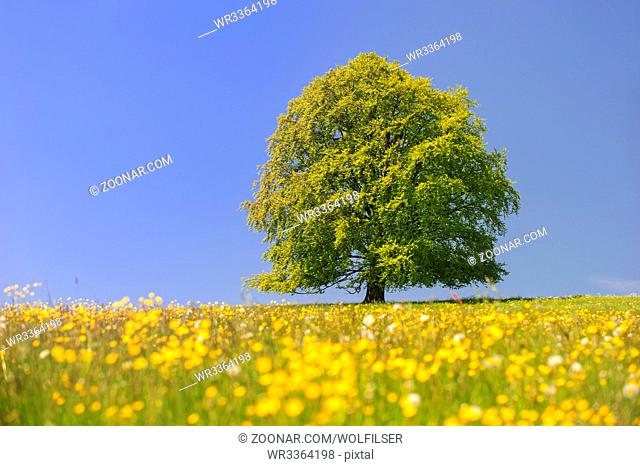 single big beech tree in field with perfect treetop