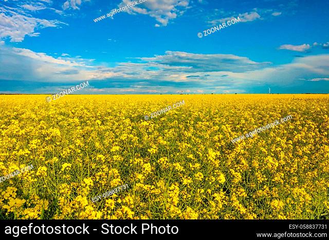 Raps field with blooming flowers in a beautiful sunny day