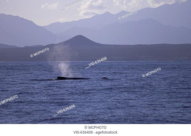 Buckelwal (Magaptera novaeangliae) Wale an der Oberflaeche - Gorda Banks, Baja California, Mexiko, 26/03/2007